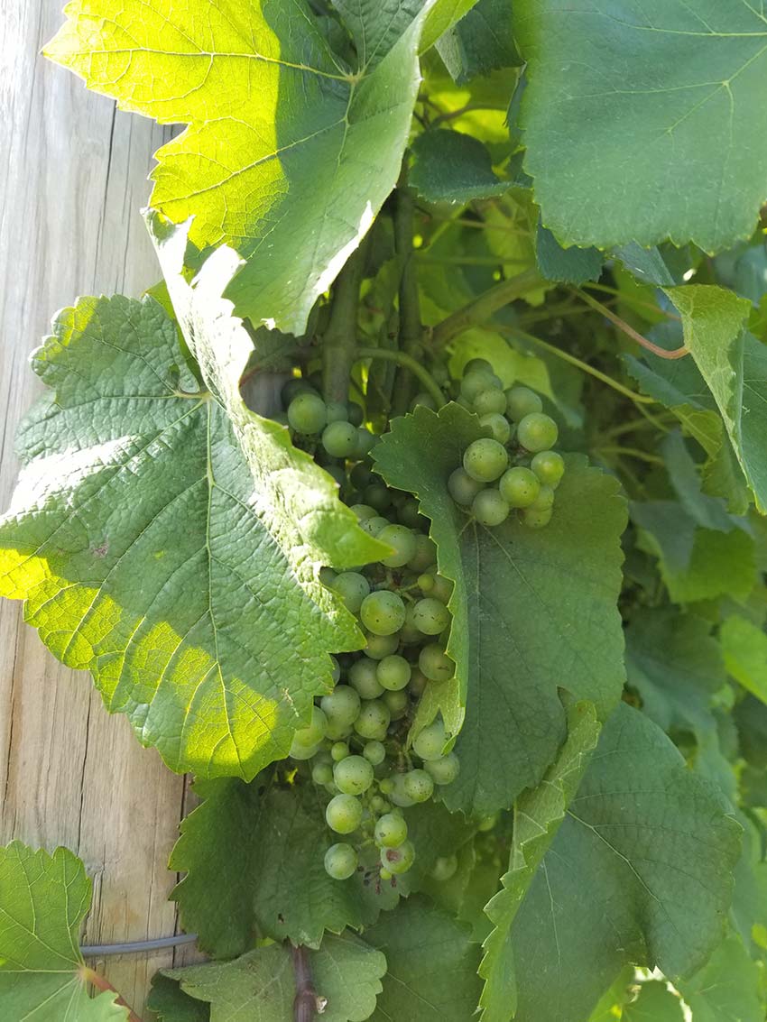 Wine Grapes - Maryland Winery